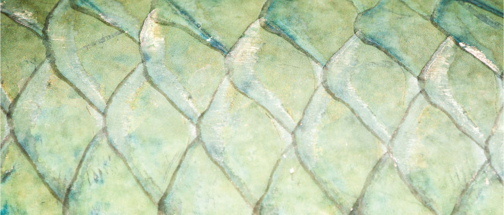 close up image of fish scales