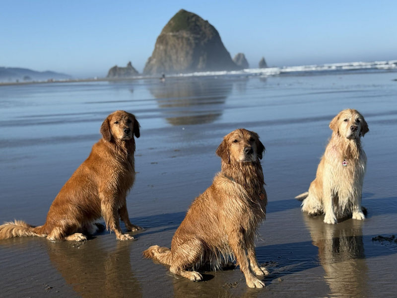 Three dogs sitting on a wet beach.