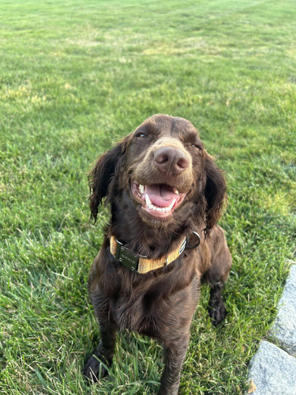 A smiling wet dog with an open mouth and soft eyes standing on grass.