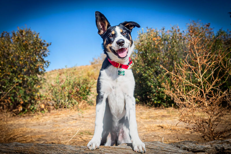 A brown, white, and black dog with one floppy ear and one standing up.