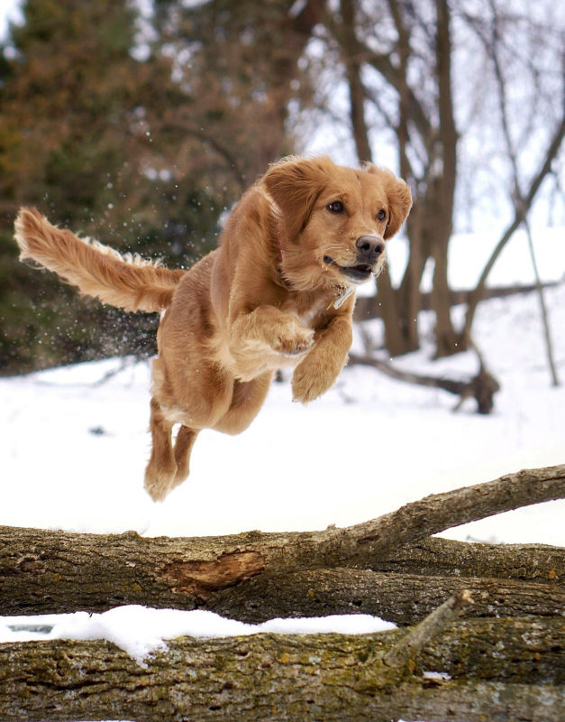 A golden retriever leaping over downed logs in the snow.