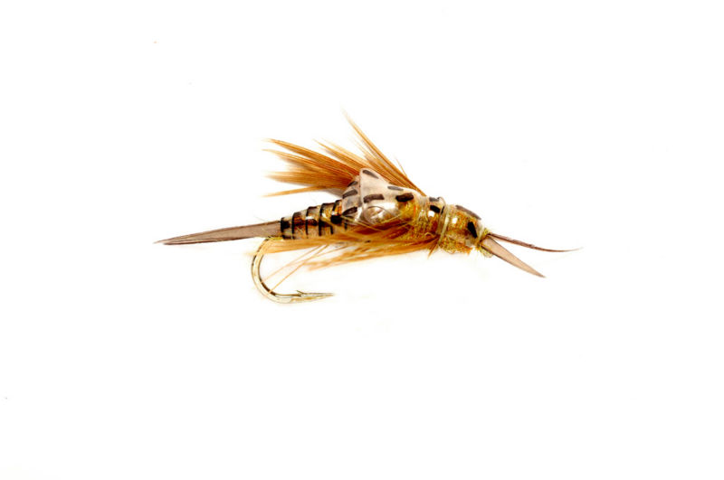OE Stonefly Nymph - GOLDEN
