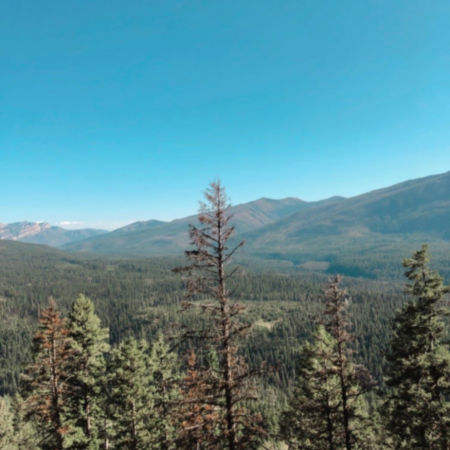 Scenic vista of pines and mountains