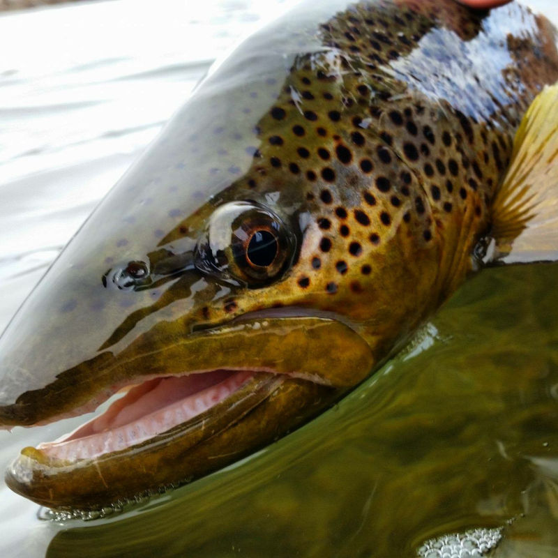 Eagle Nest Lodge, MT -  image number 1
