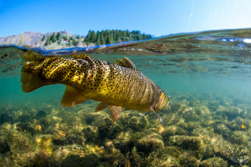 Three Rivers Ranch, ID -  image number 4