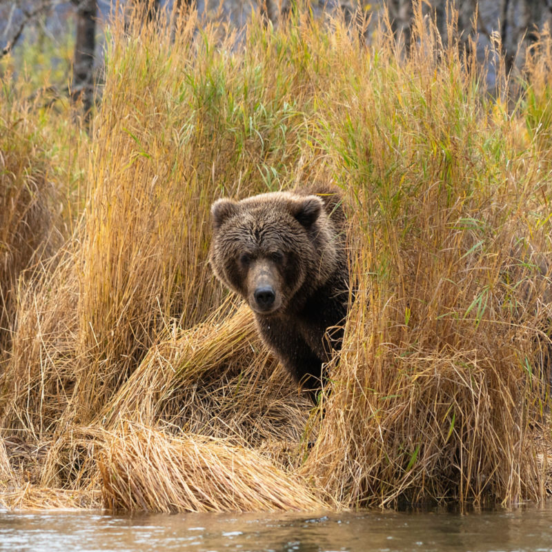 Alaska Sportsman&rsquo;s Lodge, AK -  image number 4