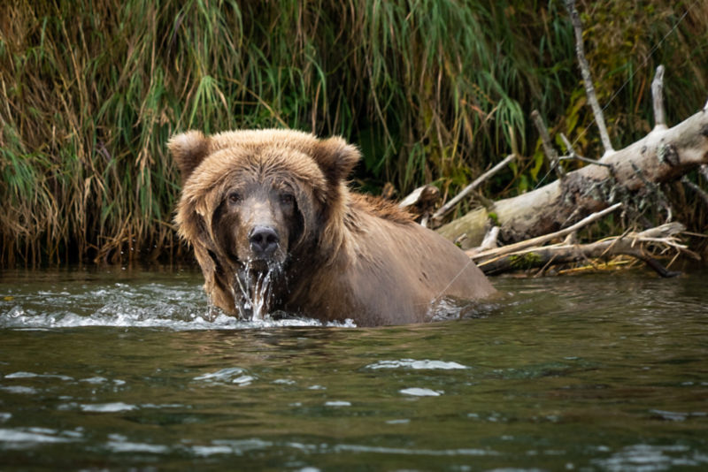 A brown bear soaks in a river.