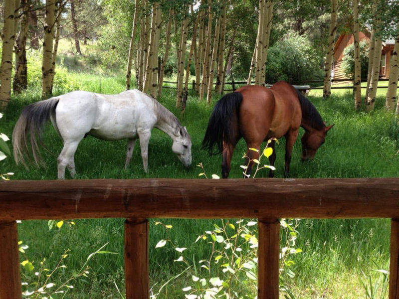 North Fork Ranch, CO -  image number 5