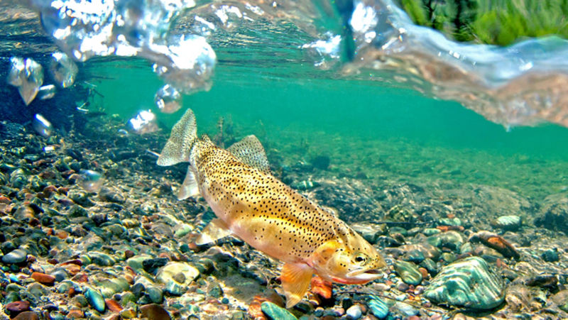 PRO Outfitters North Fork Crossing, MT -  image number 1