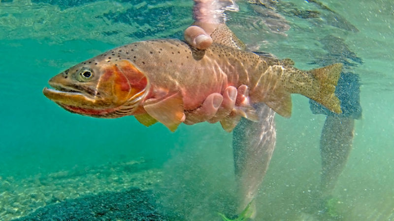 PRO Outfitters North Fork Crossing, MT -  image number 2