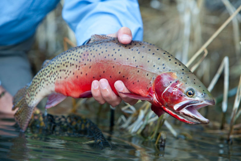 Falcon&rsquo;s Ledge, UT -  image number 3