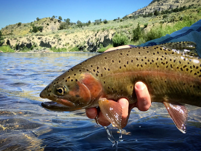 Trout Unlimited Women&rsquo;s Trip At Hubbard&rsquo;s Yellowstone Lodge -  image number 1