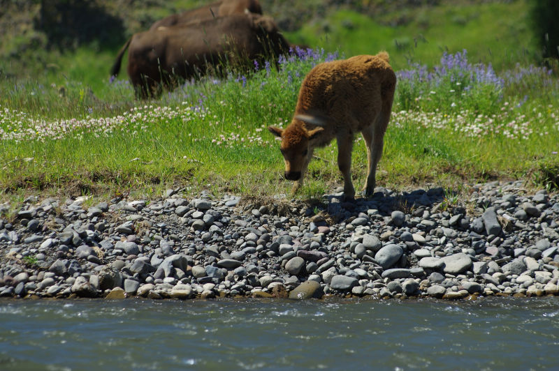 Trout Unlimited Women&rsquo;s Trip At Hubbard&rsquo;s Yellowstone Lodge -  image number 4