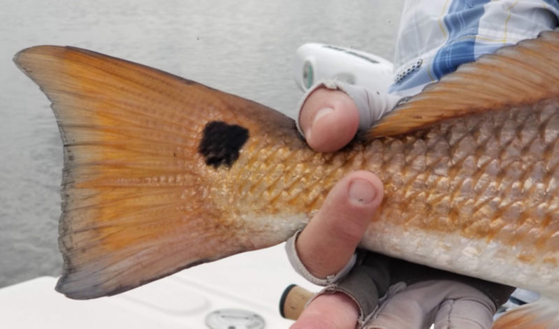 Capt. David Edens -  image number 3