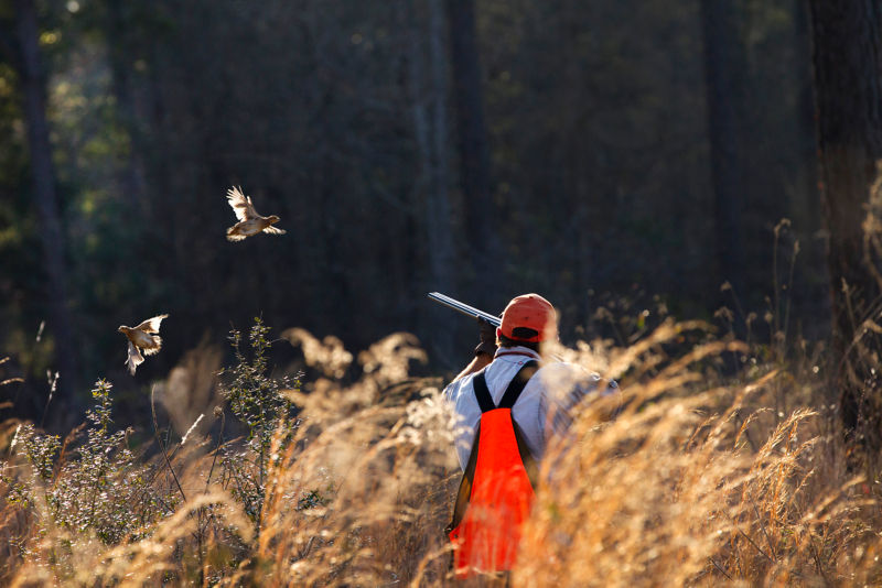 A hunter in a field shooting at birds on the wing.