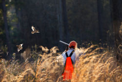 A hunter in a field shooting at bird on the wing