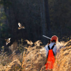 A hunter in a field shooting at birds on the wing.
