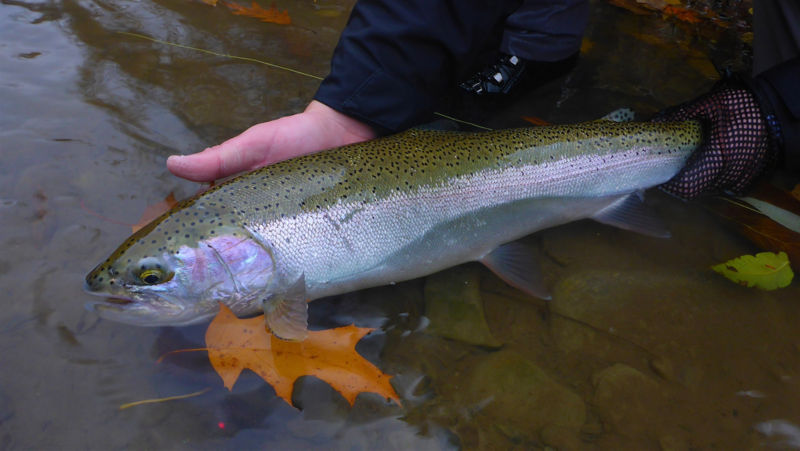 Alberto Rey, NY -  image number 1