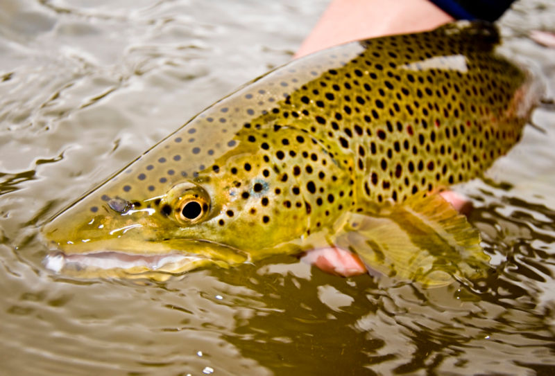 Cross Current Guide Services &amp; Outfitters, PA -  image number 1