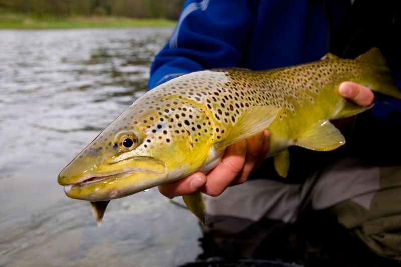 Cross Current Guide Services &amp; Outfitters, PA -  image number 2