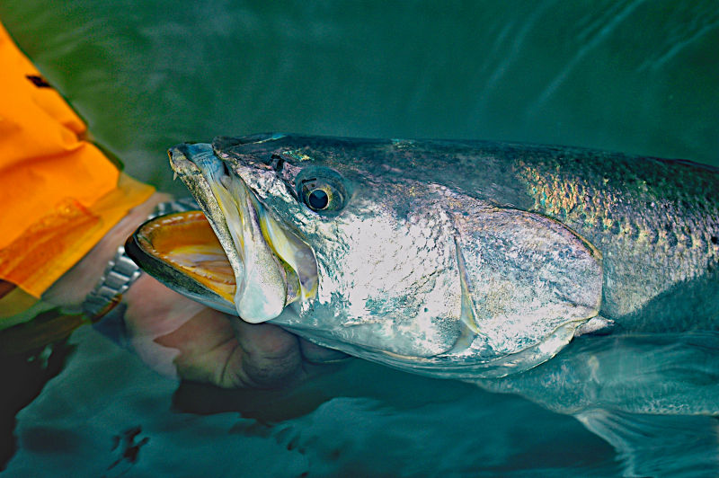 Capt. Frank Catino, FL -  image number 3