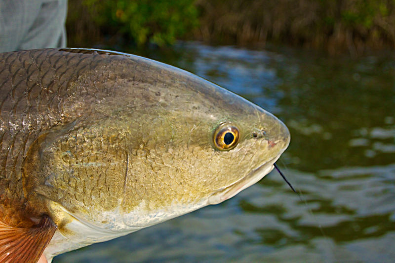 Capt. Frank Catino, FL -  image number 4