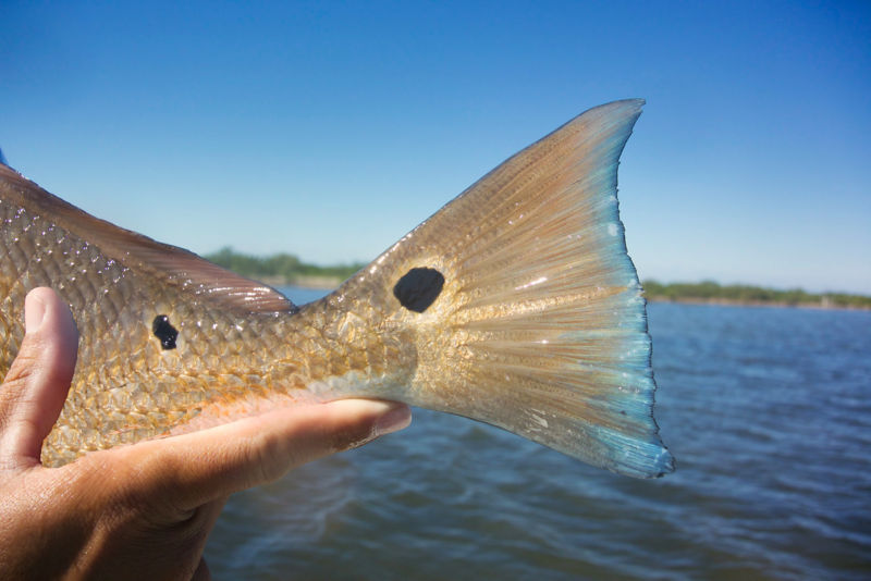 Capt. Frank Catino, FL -  image number 5