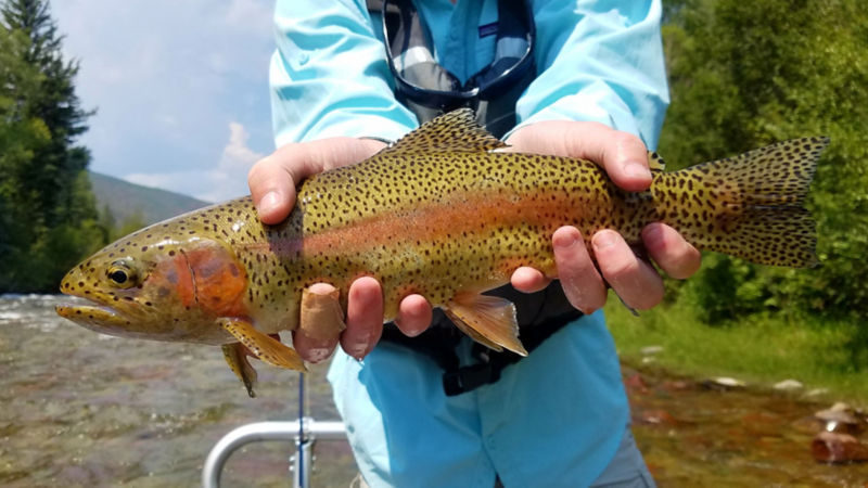 Capt. Matt Thomas, CO -  image number 1