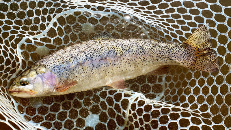 Capt. Matt Thomas, CO -  image number 2