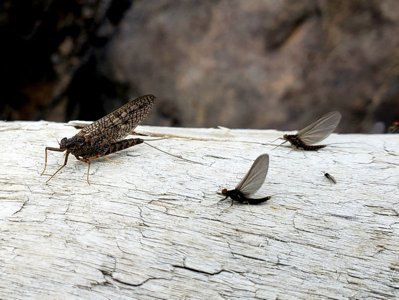 Capt. Matt Thomas, CO -  image number 3