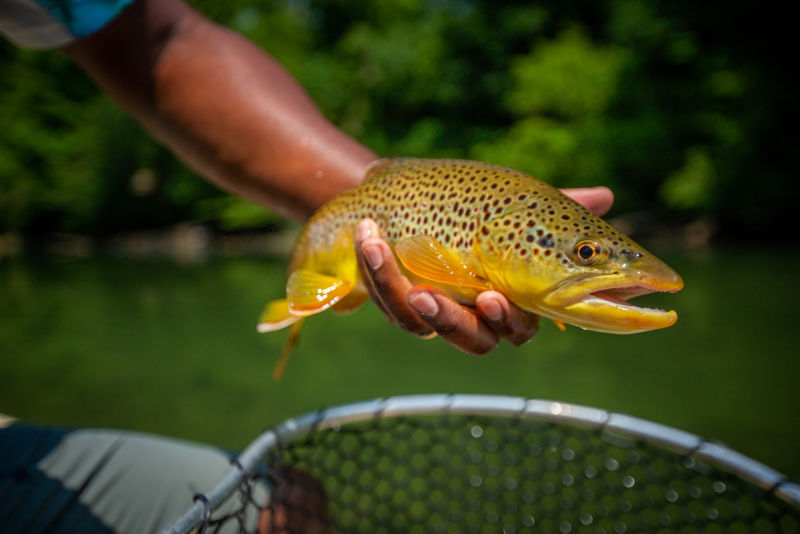 South Holston River Company, TN - 