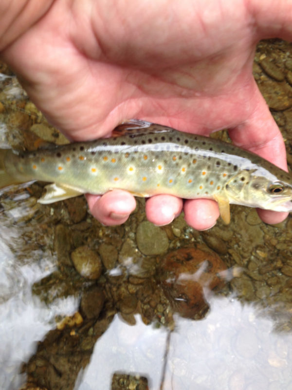 Peter Basta, VT -  image number 2