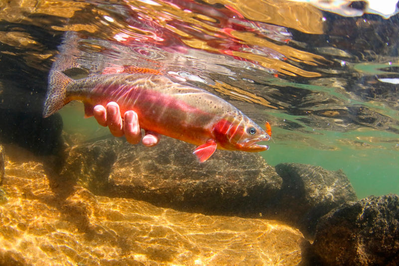 George H. Hunker, Sweetwater Fishing Expeditions, LLC, WY -  image number 1