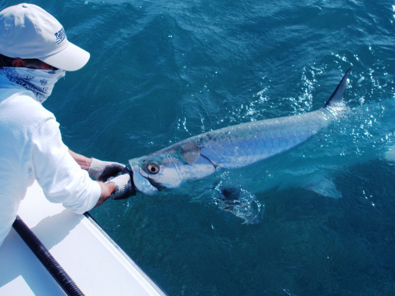 Capt. Mike Weickert, FL -  image number 1