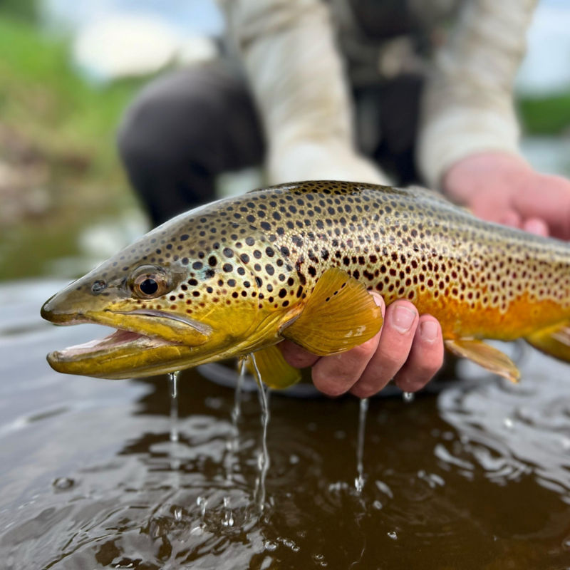 Steamboat Flyfisher, CO - 