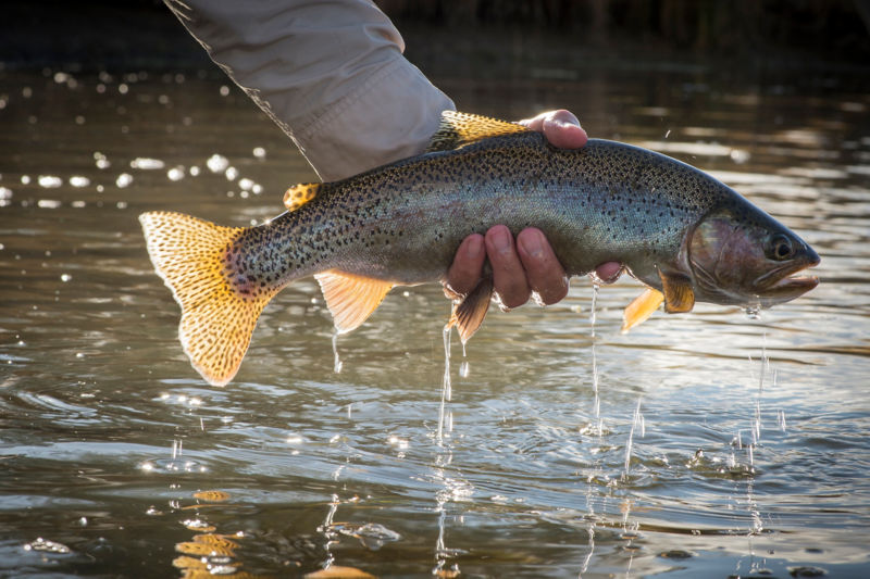 Ugly Bug Fly Shop, WY - 