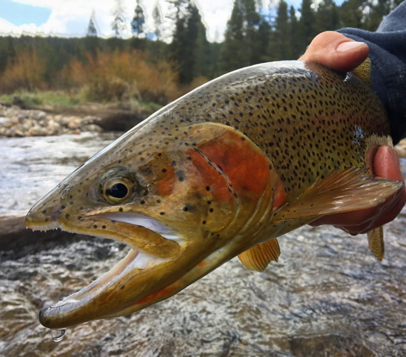 Breckenridge Outfitters, CO -  image number 2