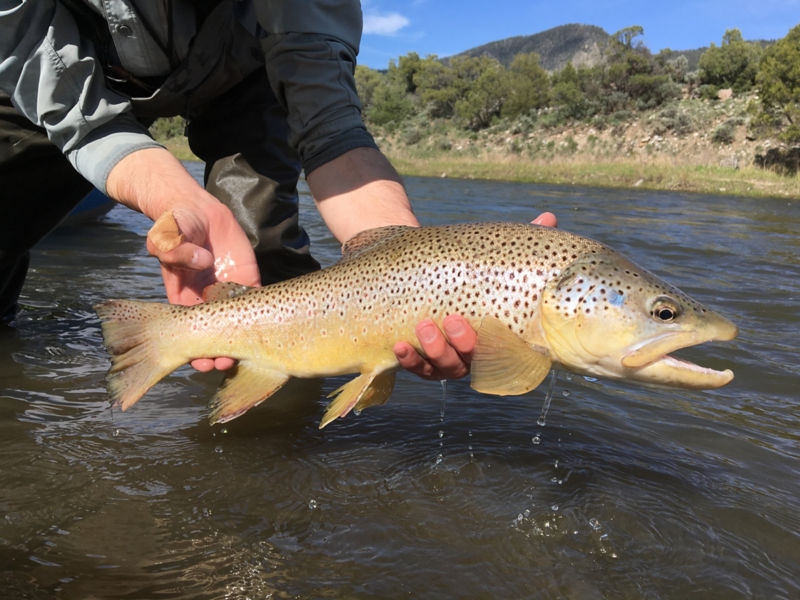 Breckenridge Outfitters, CO -  image number 3