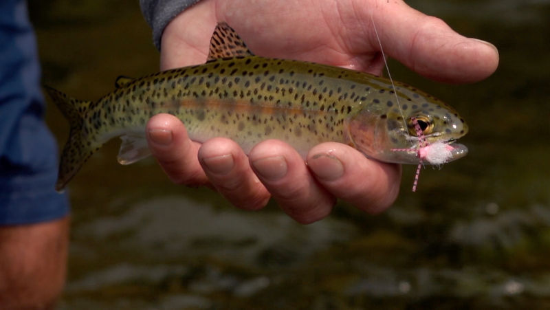 Linehan Outfitting, MT -  image number 5