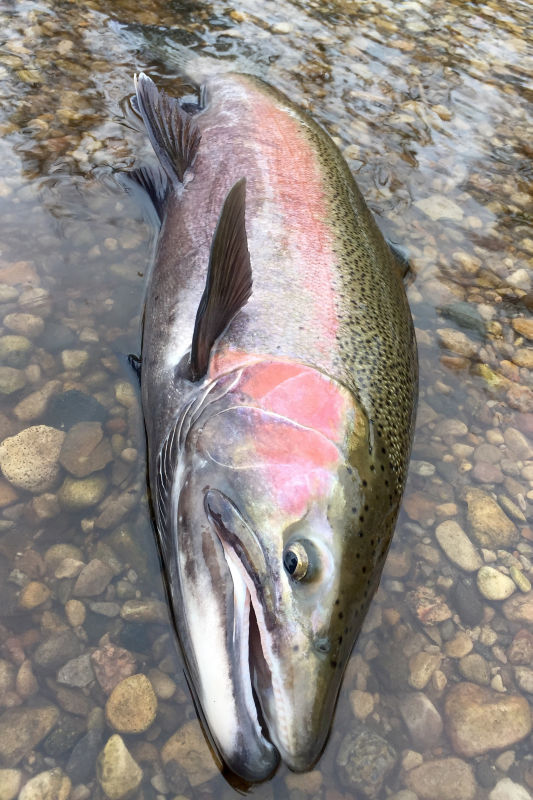 Pere Marquette River Lodge Outfitters, MI -  image number 3