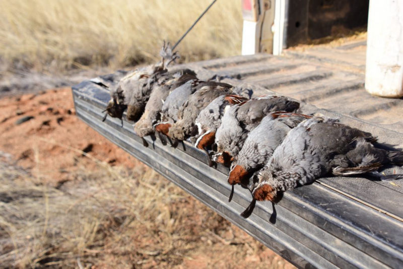 Dave Brown Outfitters & Quail Guides, AZ -  image number 1