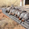 Dave Brown Outfitters - Arizona Quail Guides -  image number 1