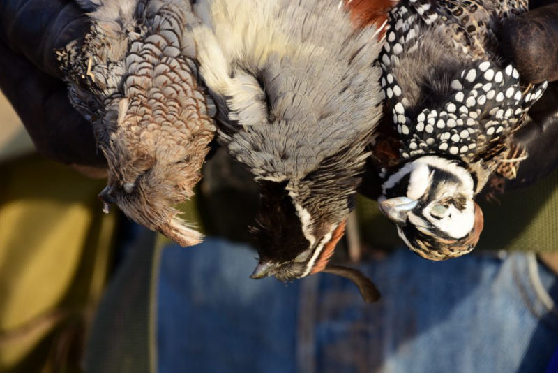 Dave Brown Outfitters & Quail Guides, AZ -  image number 2