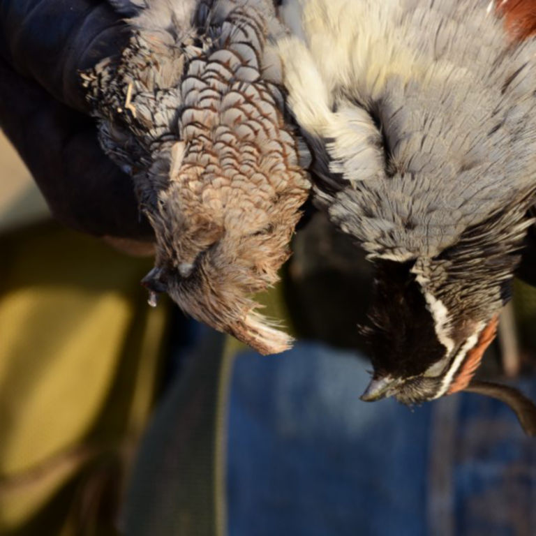 Dave Brown Outfitters - Arizona Quail Guides -  image number 2