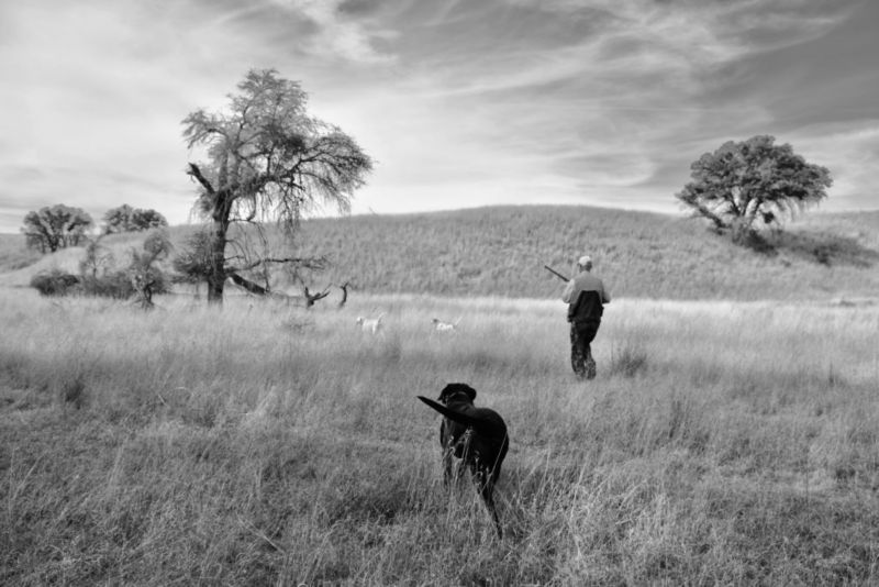 Dave Brown Outfitters & Quail Guides, AZ -  image number 3