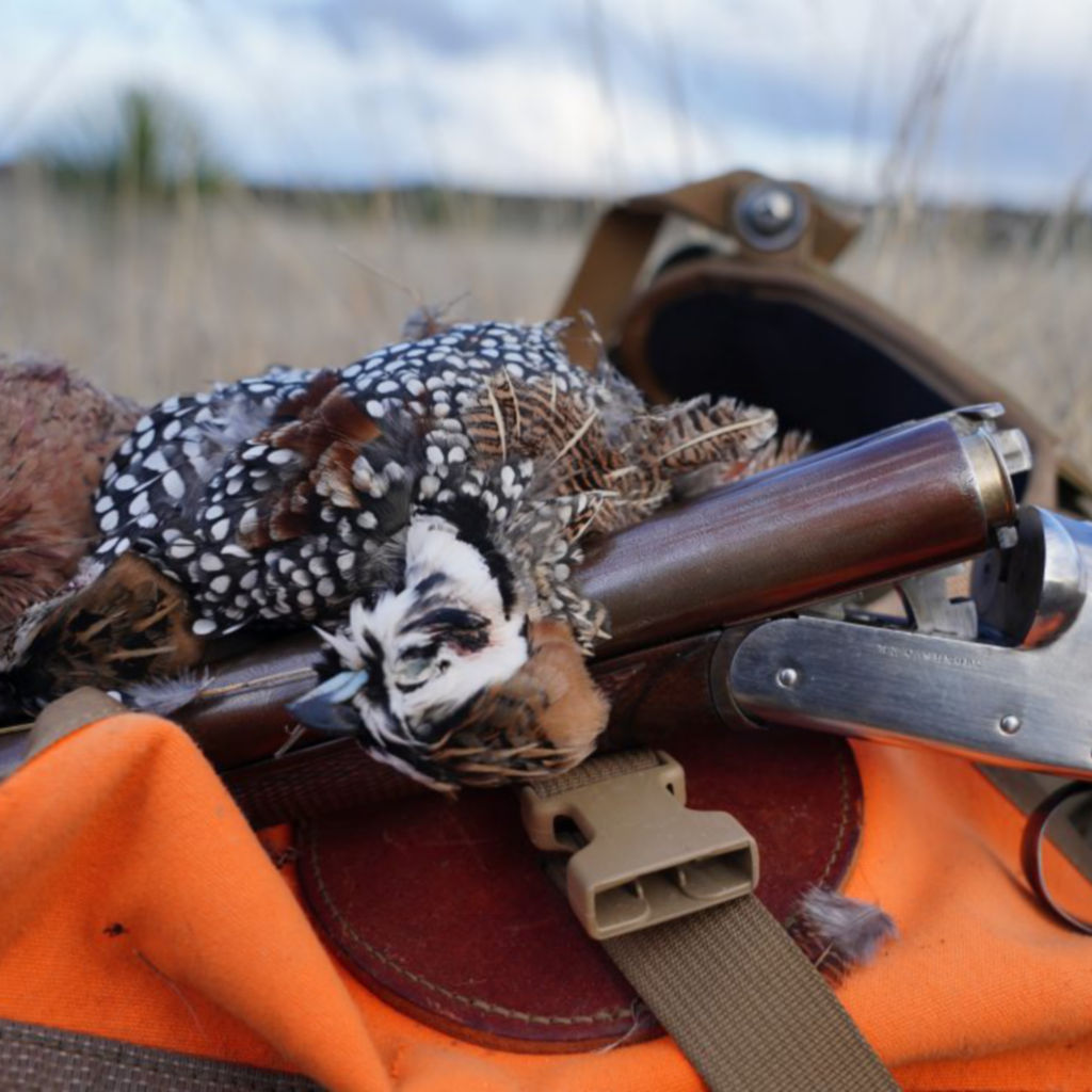 Dave Brown Outfitters - Arizona Quail Guides -  image number 6