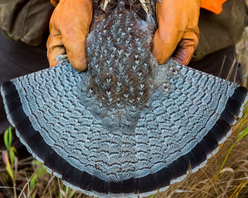 Tim Linehan, MT -  image number 1