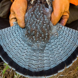 A hunter spreads a grouse's tail feathers into a fan