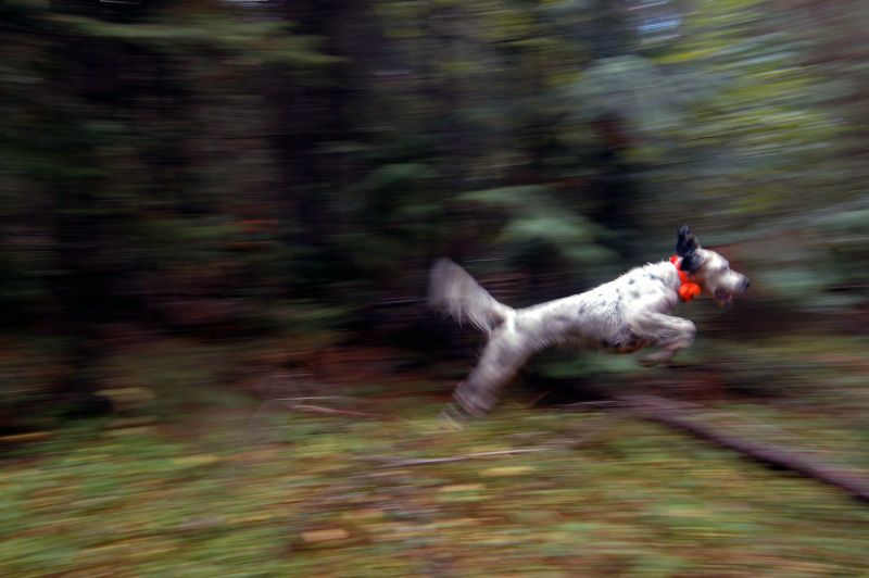 Tim Linehan, MT -  image number 4