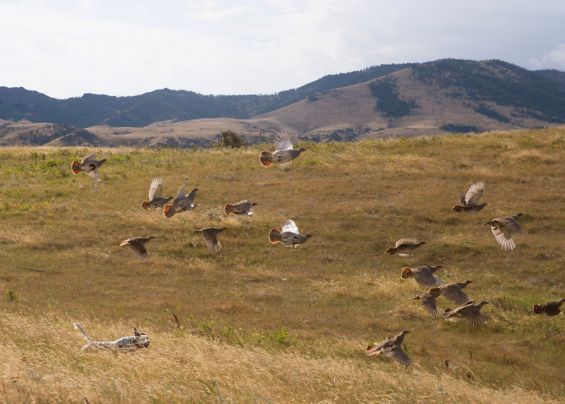PRO Outfitters&rsquo; Sharptail Lodge, MT -  image number 1